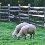 Three sheep eating green grass with a wooden fence in the background