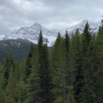 Snow covered in the mountains in the background against a grey sky with green coniferous trees in the foreground.