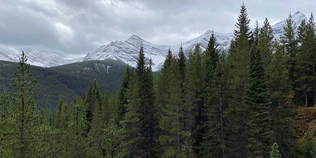 Snow covered in the mountains in the background against a grey sky with green coniferous trees in the foreground.