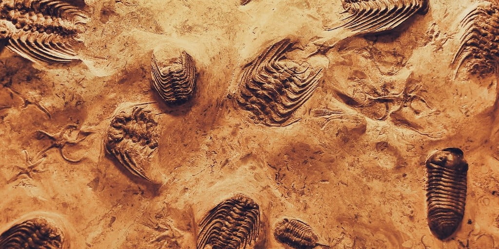 Several small fossils partly buried in sand.