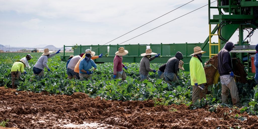 A group of farm workers harvesting crops in a sunny field with machinery