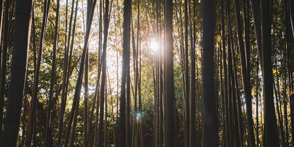 Bamboo trees in a forest
